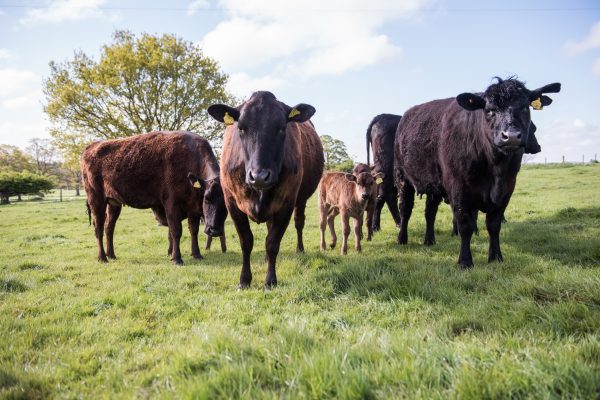 DURSLADE FARM